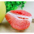 Hot Selling Citrus 2021 New Crop Chinese Grapefruit Shaddock Red Pomelo